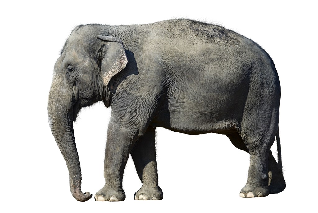 泰国大象图片设计素材
