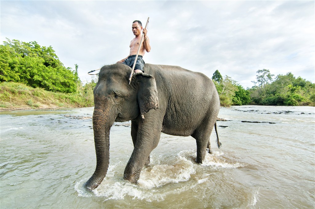 粗壮的泰国大象图片