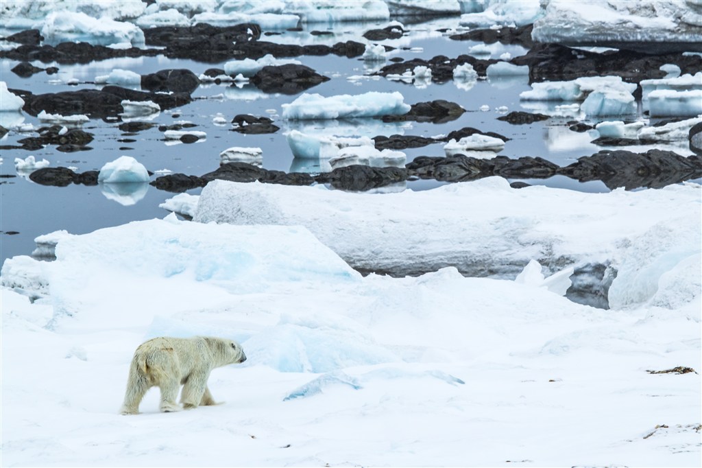 冰川上的北极熊图片