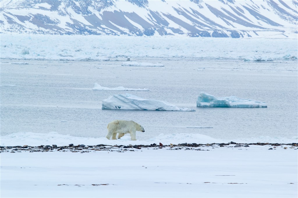 行走在冰雪上的北极熊图片