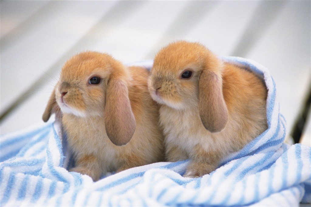 高清大耳兔图片