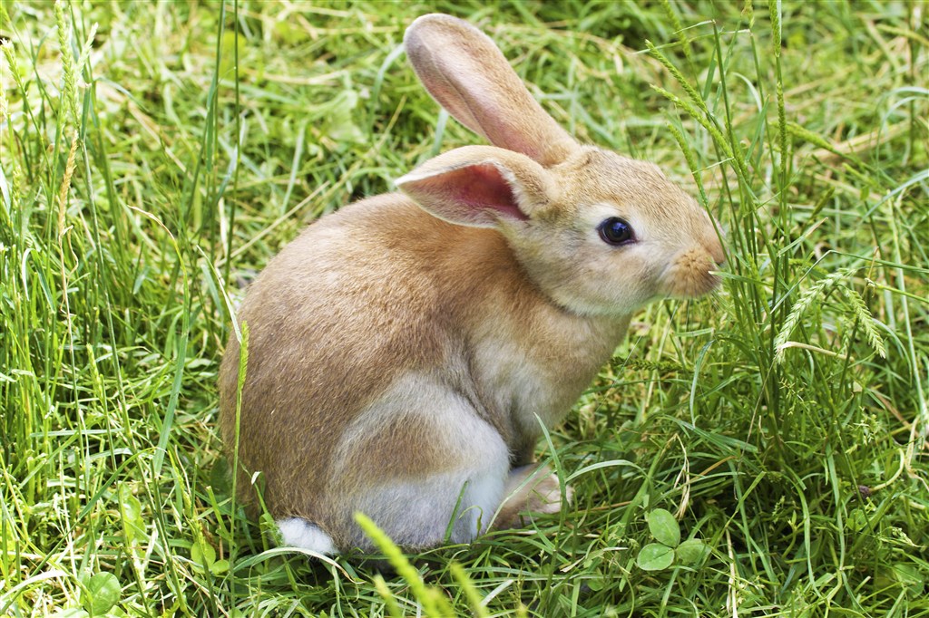 户外吃草的小兔子图片