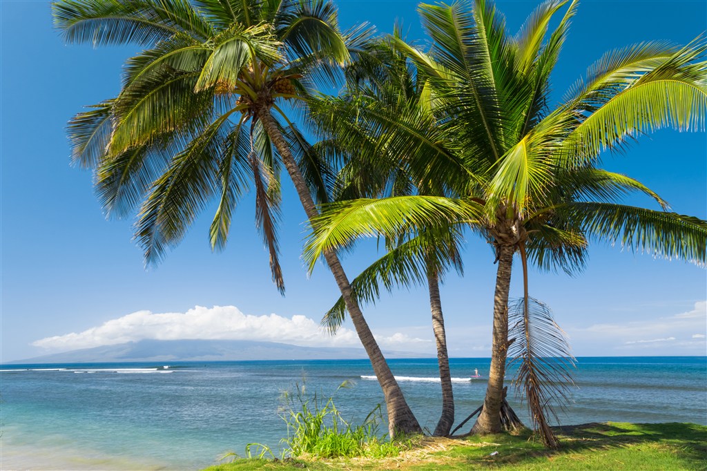高清唯美椰树海滩风景图片