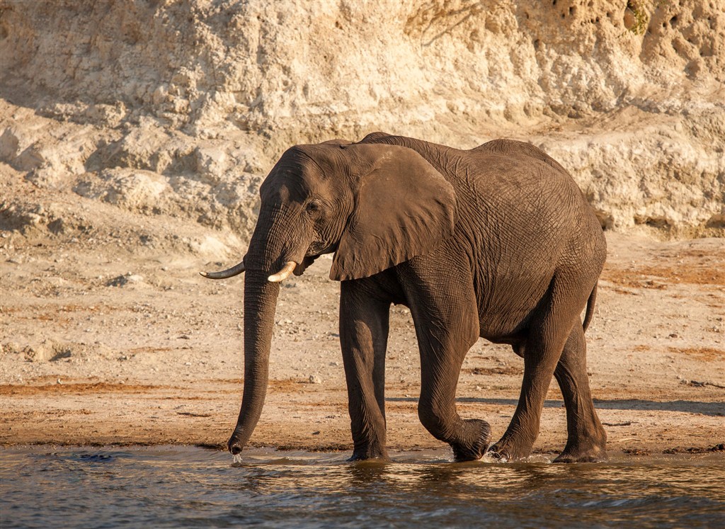 唯美野生动物过河大象图片
