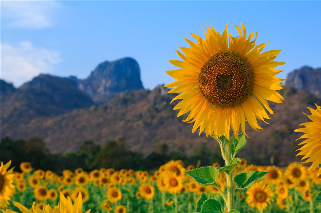 高清向日葵花海鮮花圖片