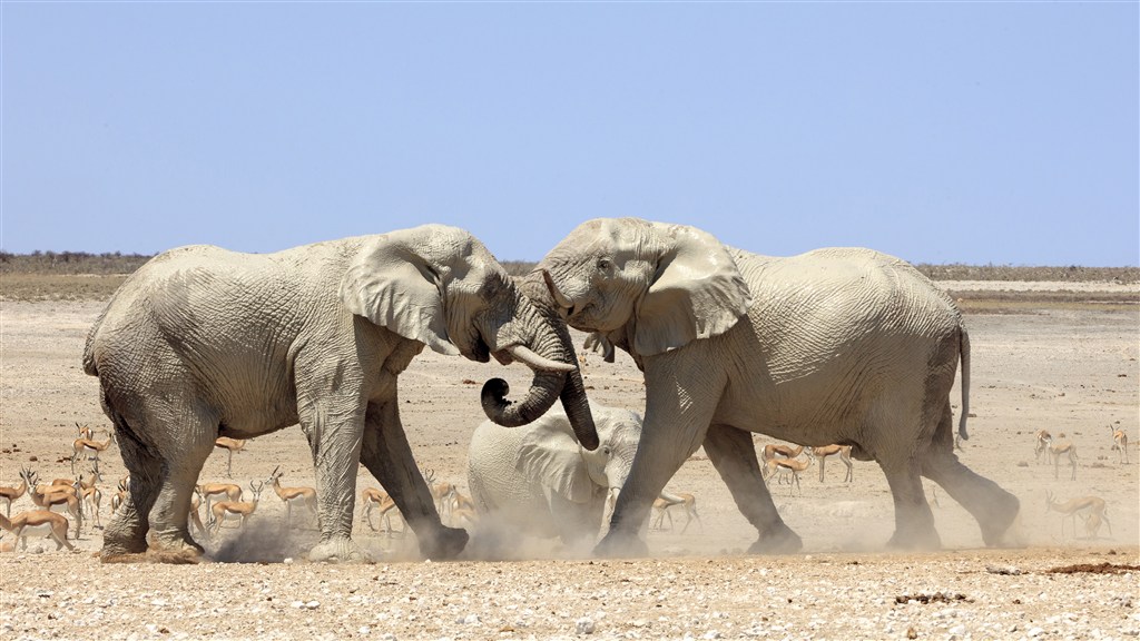 两头打架的大象图片