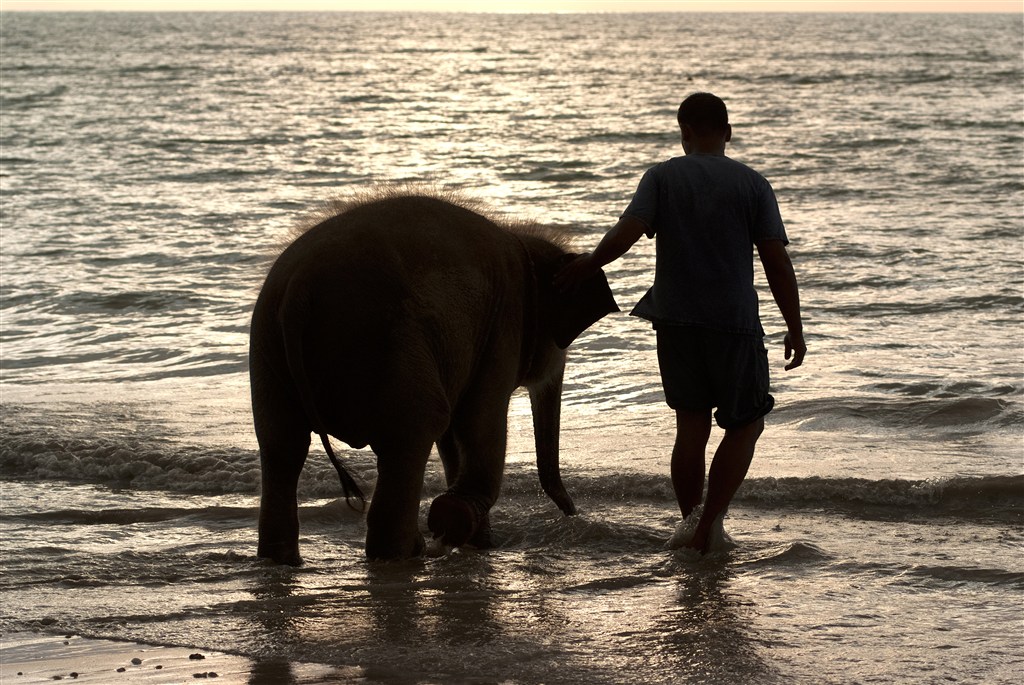 海边男人与泰国大象图片