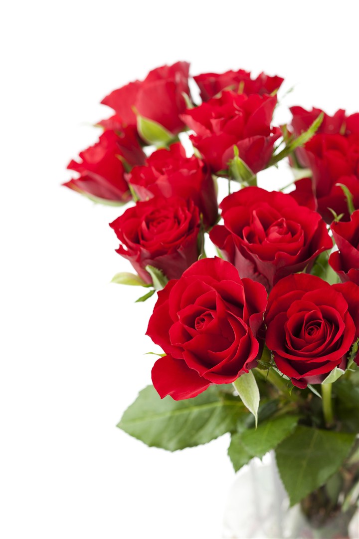 唯美红玫瑰花花束图片