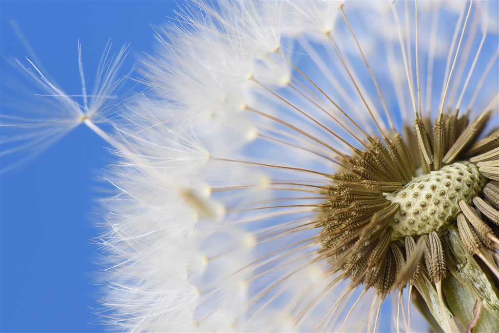 唯美蒲公英特寫(xiě)鮮花圖片