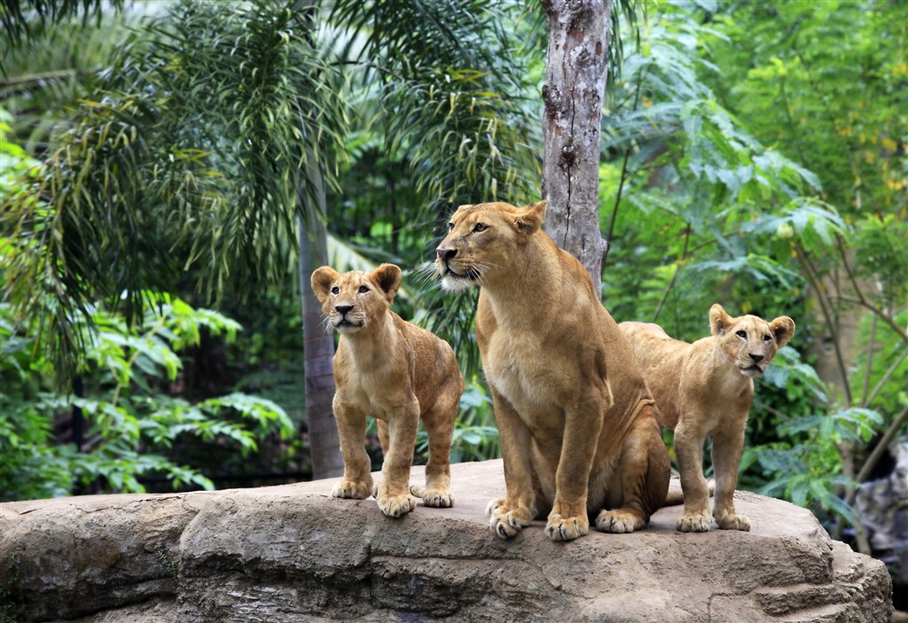 唯美森林里的野生動物獅子圖片