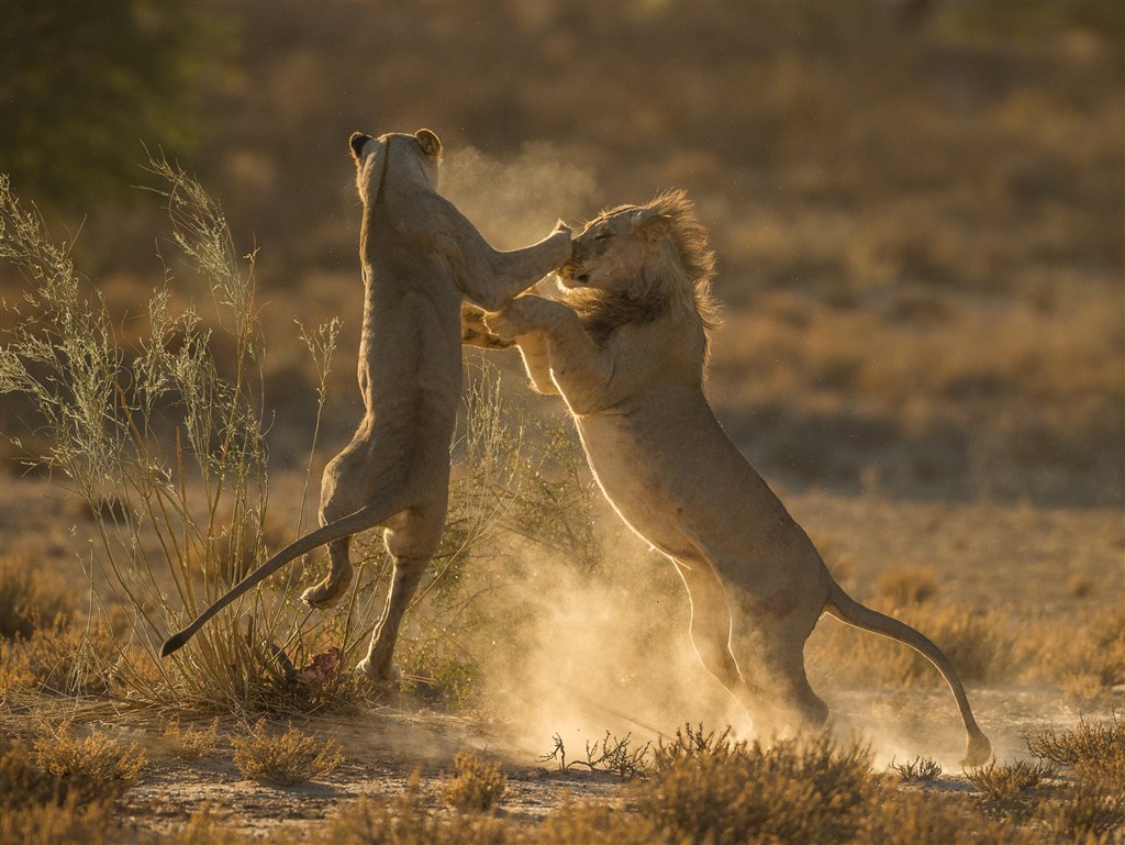 唯美野生动物激烈战斗的狮子图片