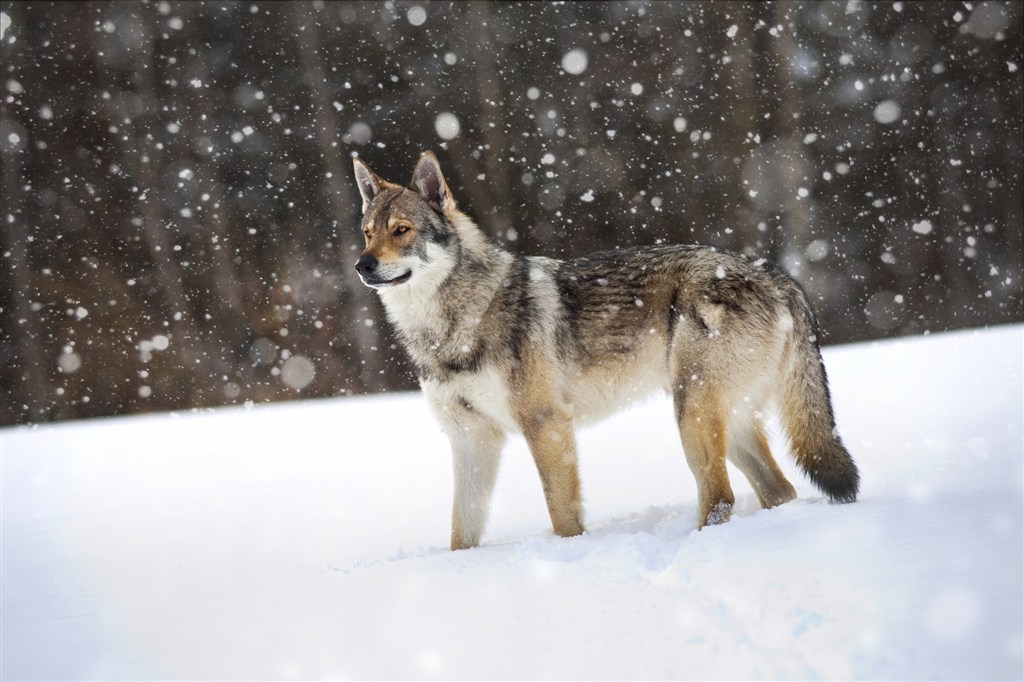 寒带森林的狼图片
