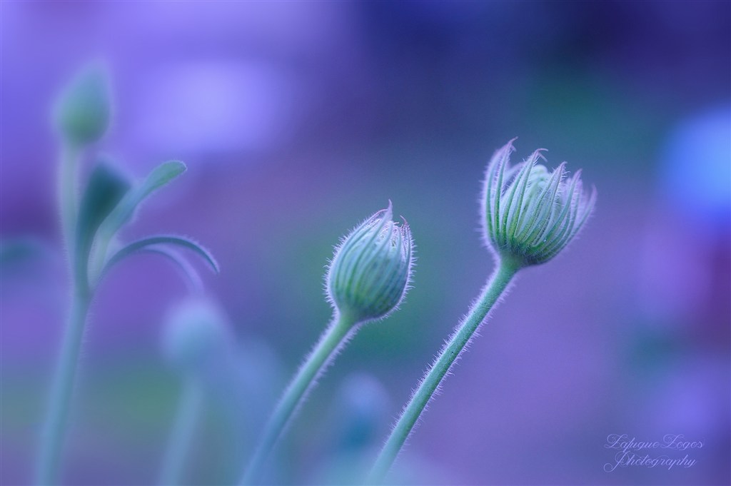 唯美含苞待放鮮花圖片