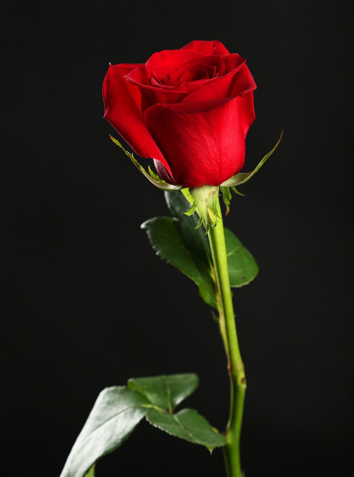高清红玫瑰花特写图片