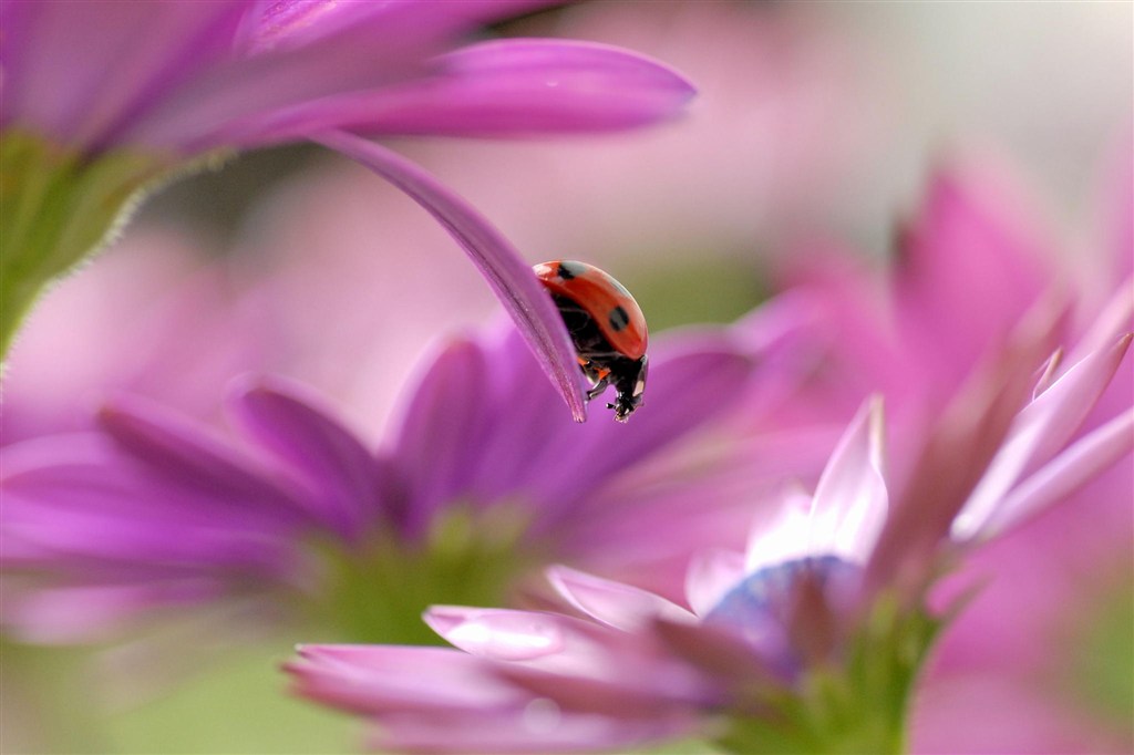 唯美瓢虫粉色鲜花图片