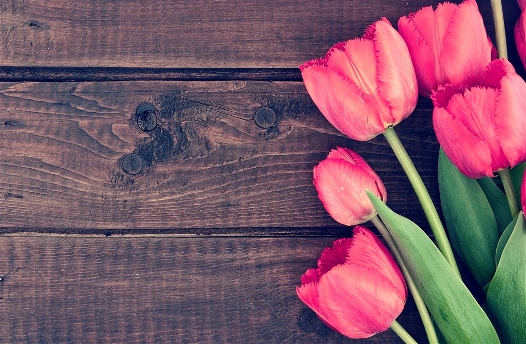木板上的粉色郁金香鲜花图片