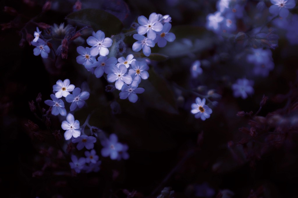 唯美蓝紫小花鲜花图片