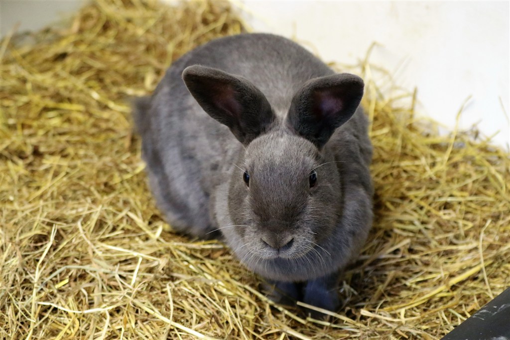 高贵的黑灰色小兔子图片