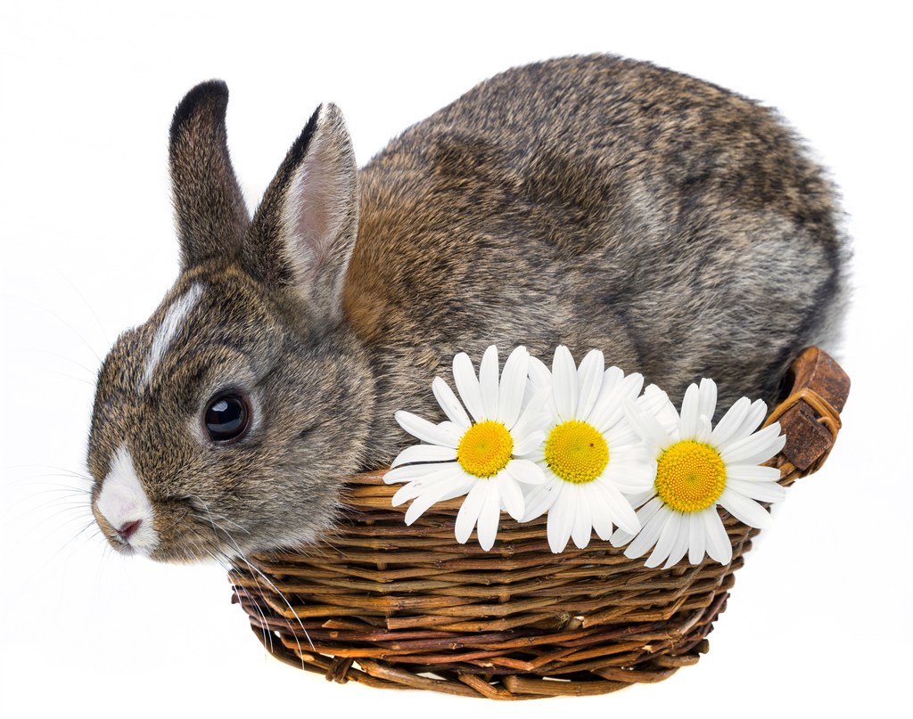 竹篮子里的灰色兔子图片