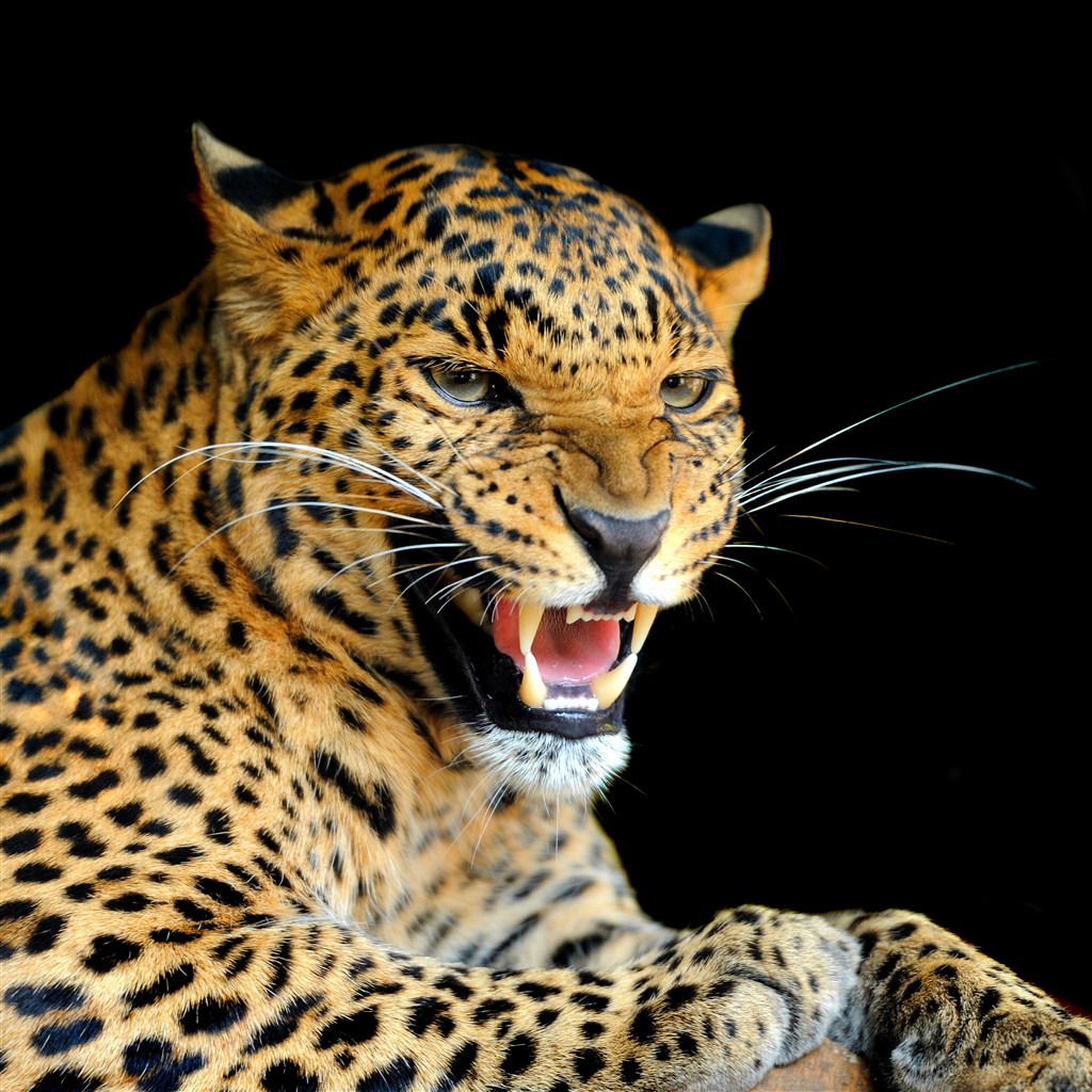 4K高清野生动物豹子图片