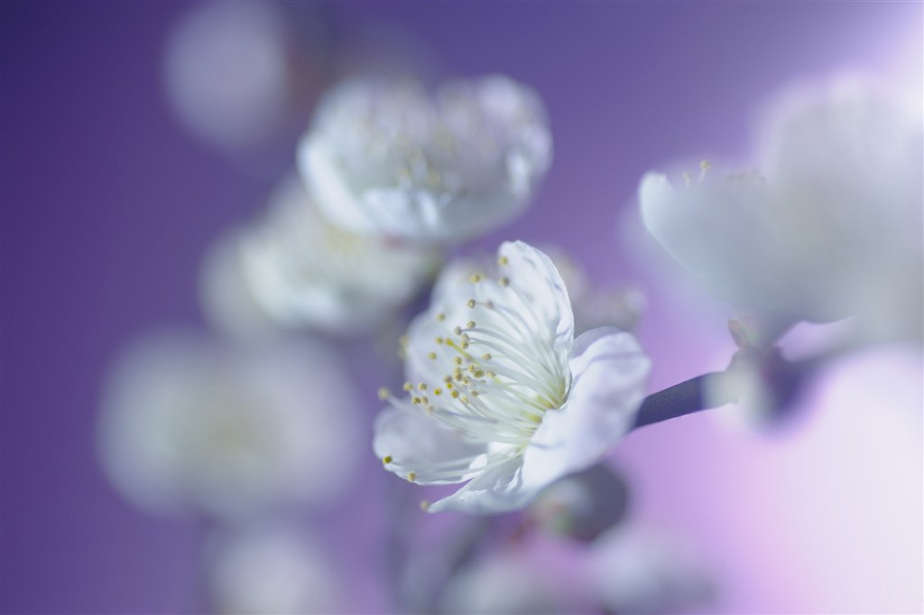 唯美白色樱花鲜花图片
