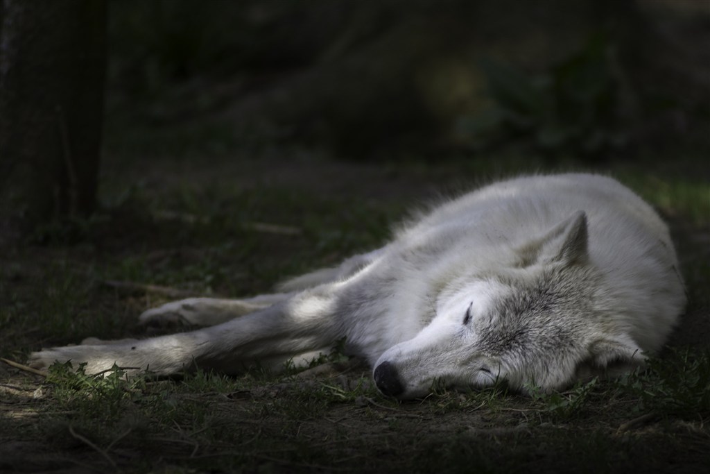 睡觉的白狼图片
