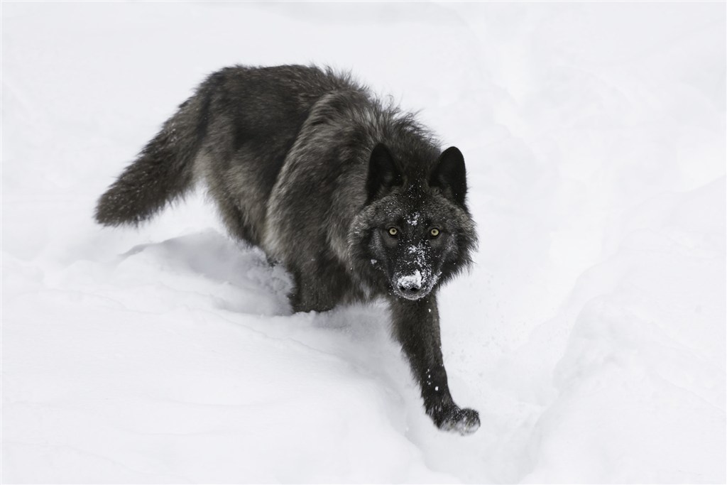 雪地里黑狼圖片