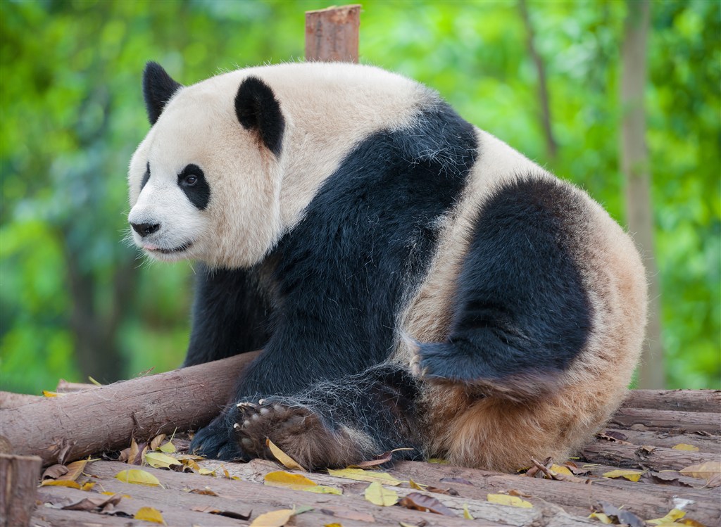 3K高清大熊猫图片
