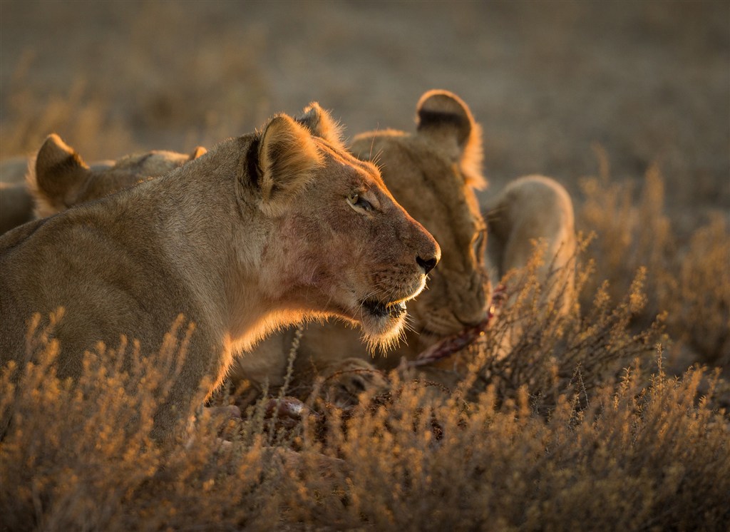 唯美野生动物吃草的狮子图片