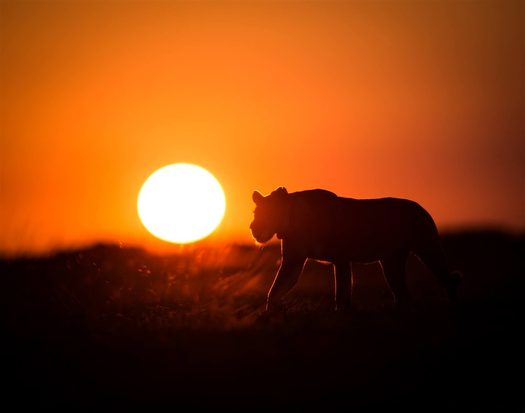 唯美野生动物落日下的狮子图片