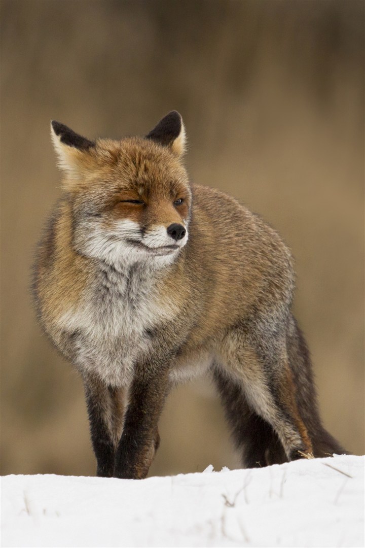 眯眼的赤狐图片