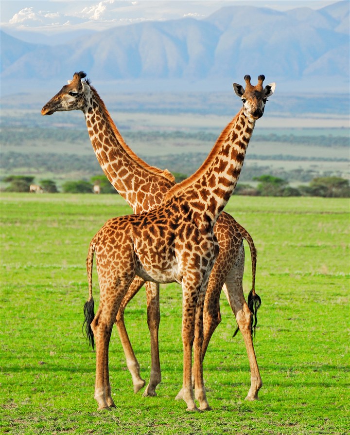 草原上两头长颈鹿图片