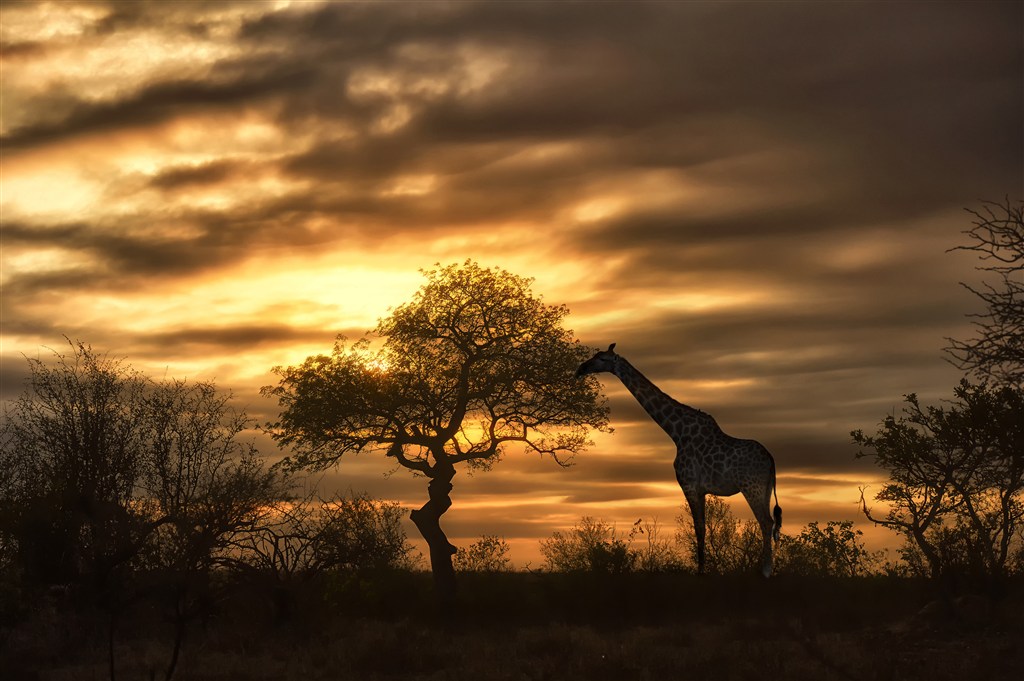 黄昏下吃树叶的野生动物长颈鹿图片