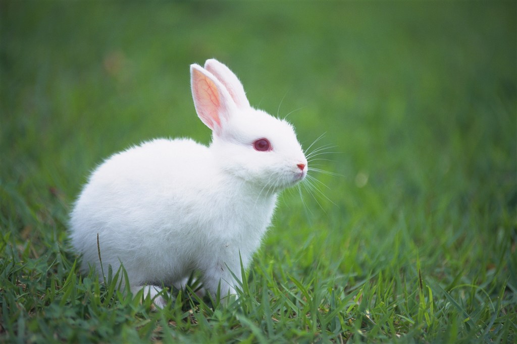 雪白的小兔子图片