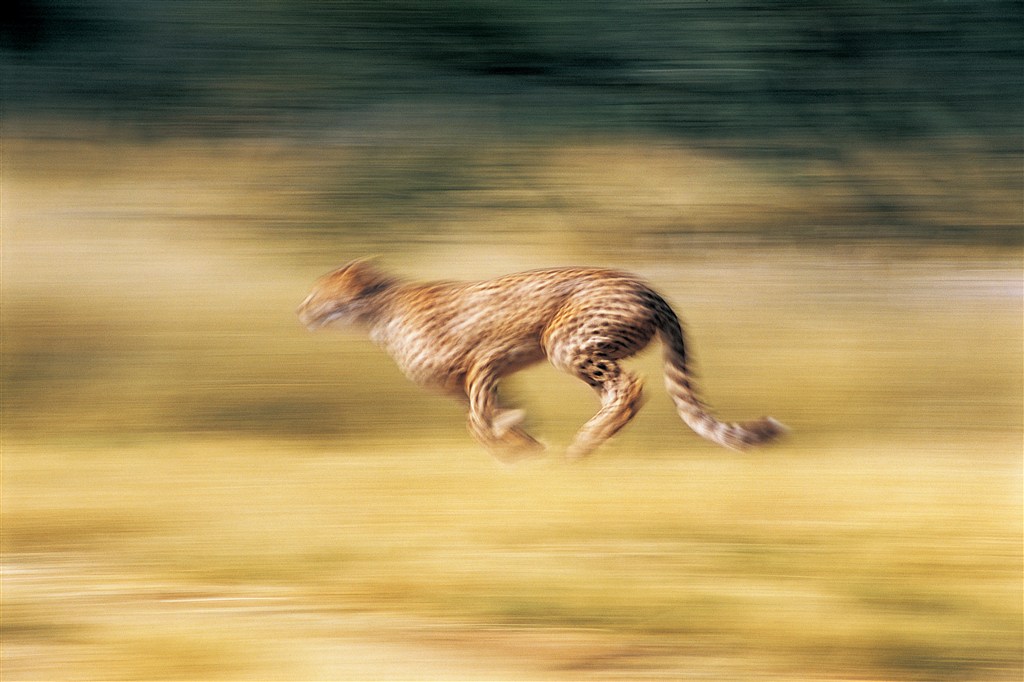 飞奔的豹子图片