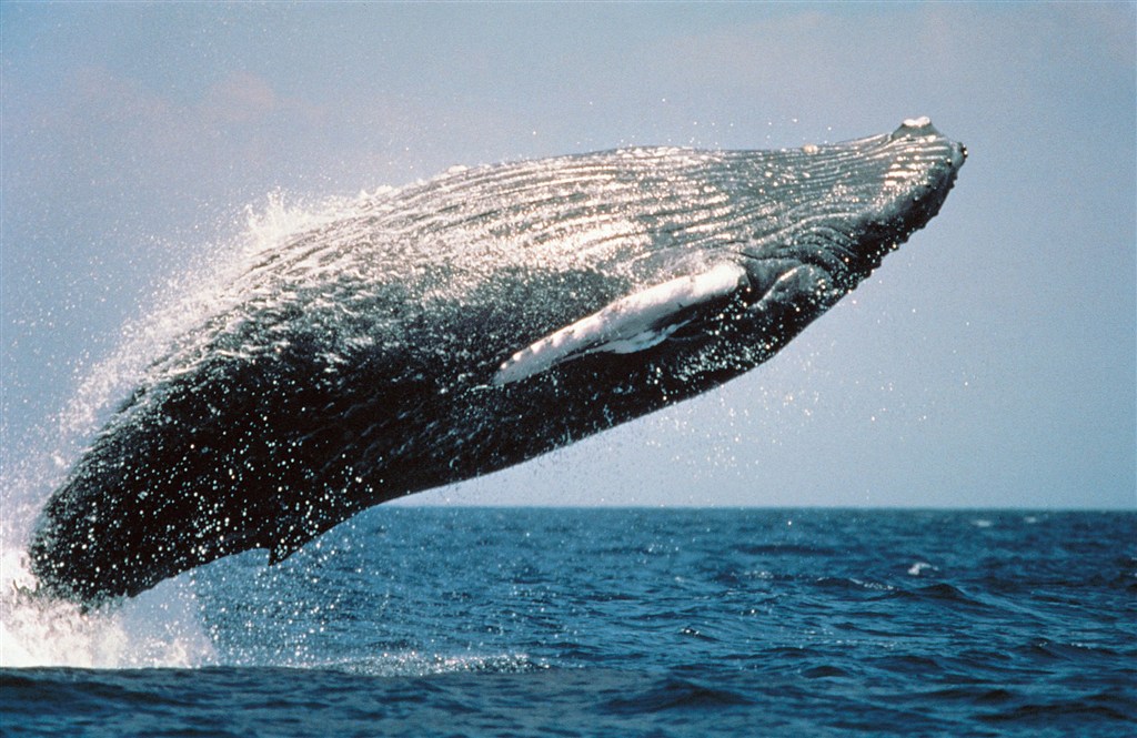 飞跃的大鲸鱼图片