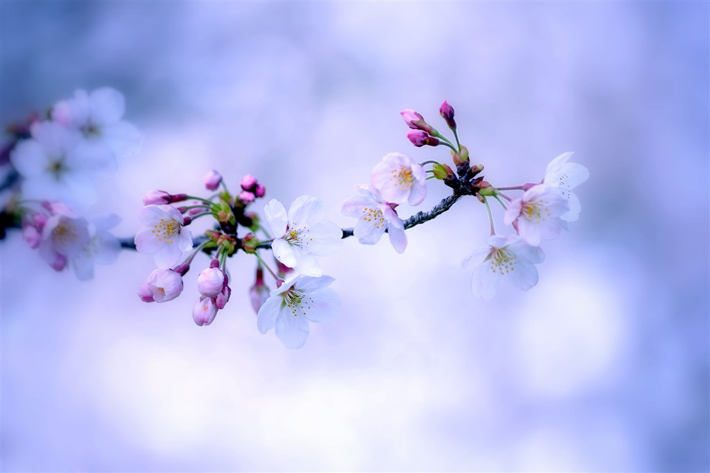 唯美一枝樱花鲜花图片