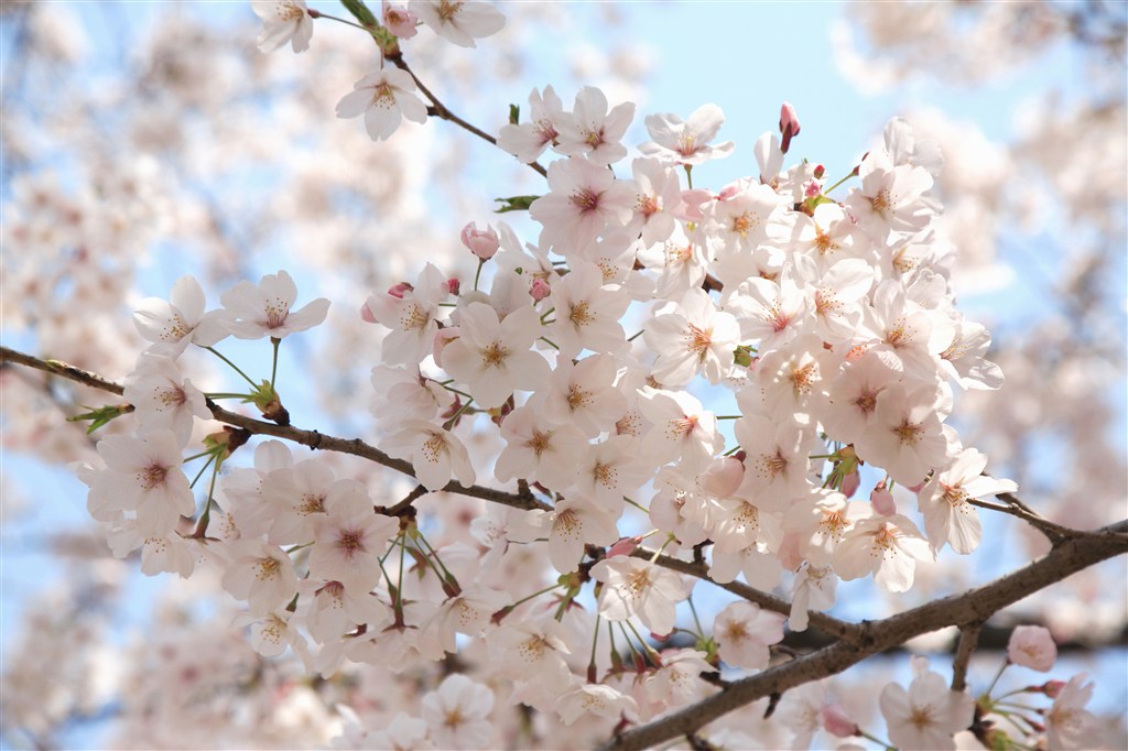 枝头唯美白色樱花鲜花图片