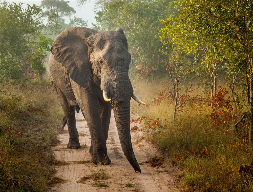 唯美野生動物林間小路上的大象圖片