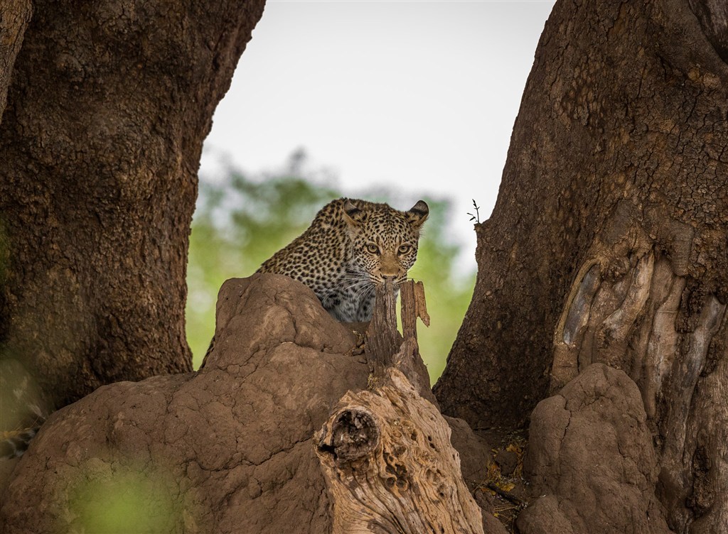 隐藏在石头后面的豹子图片唯美野生动物