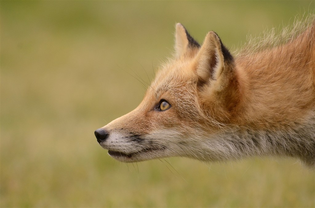 急速奔跑的小狐狸图片