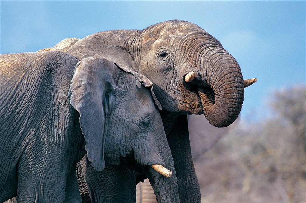 4K高清非洲大象图片