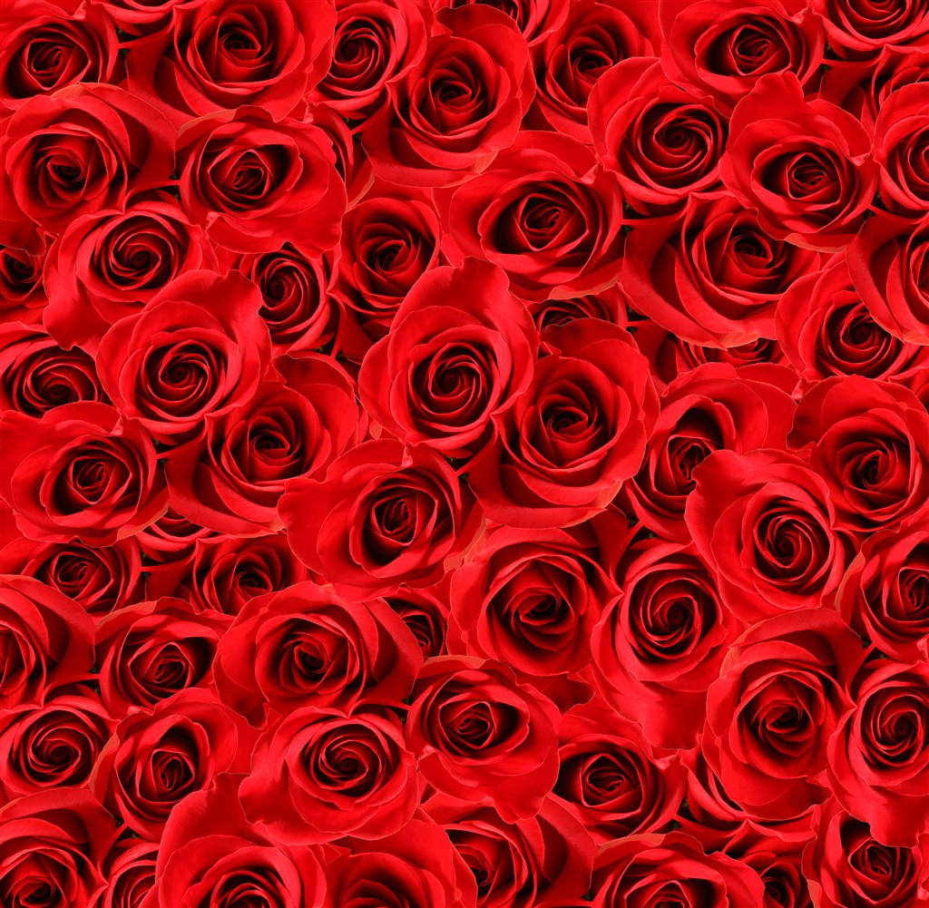 高清红色玫瑰花背景图片