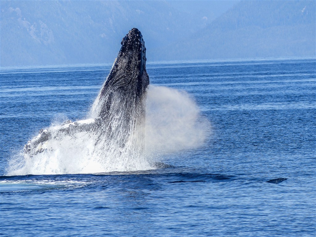 冲出水面的大鲸鱼图片
