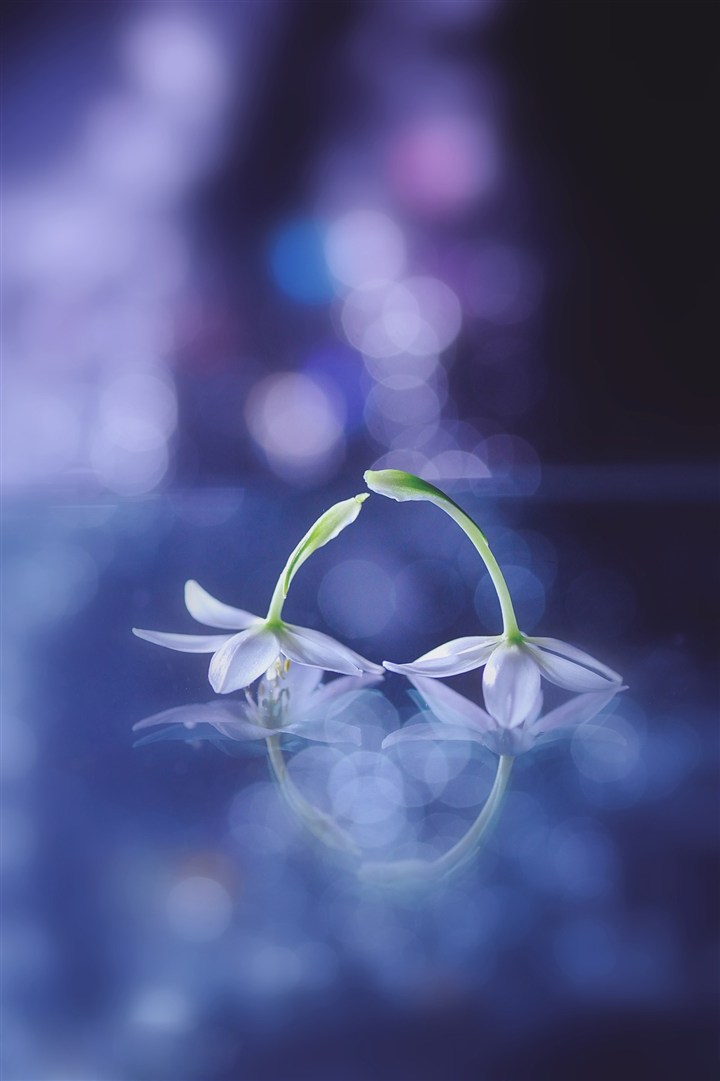 高清唯美鲜花图片