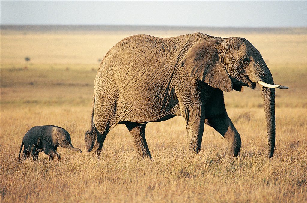 感性动物大象图片