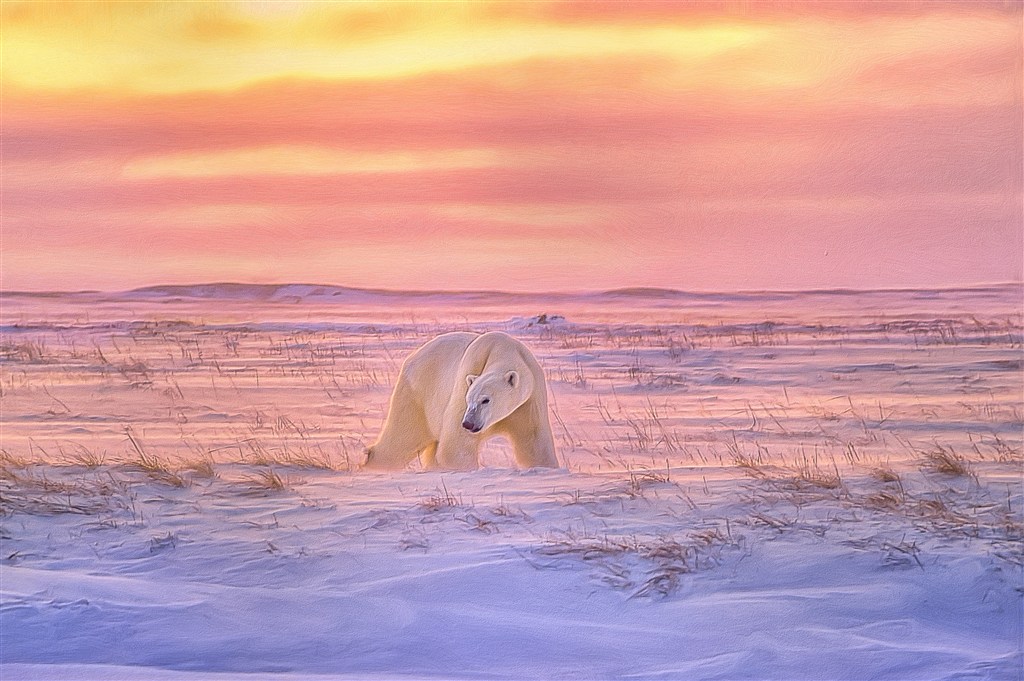 唯美夕阳下的北极熊图片