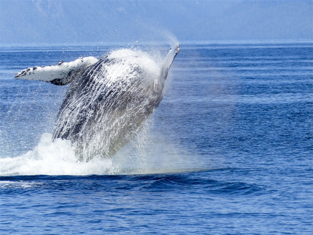 溅起水花的大鲸鱼图片