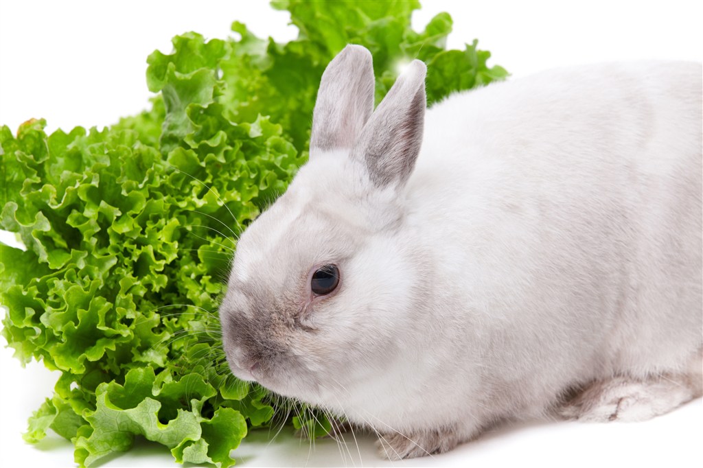 5K高清吃菠菜的小白兔图片