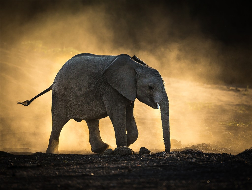 唯美野生动物灰尘里的大象图片